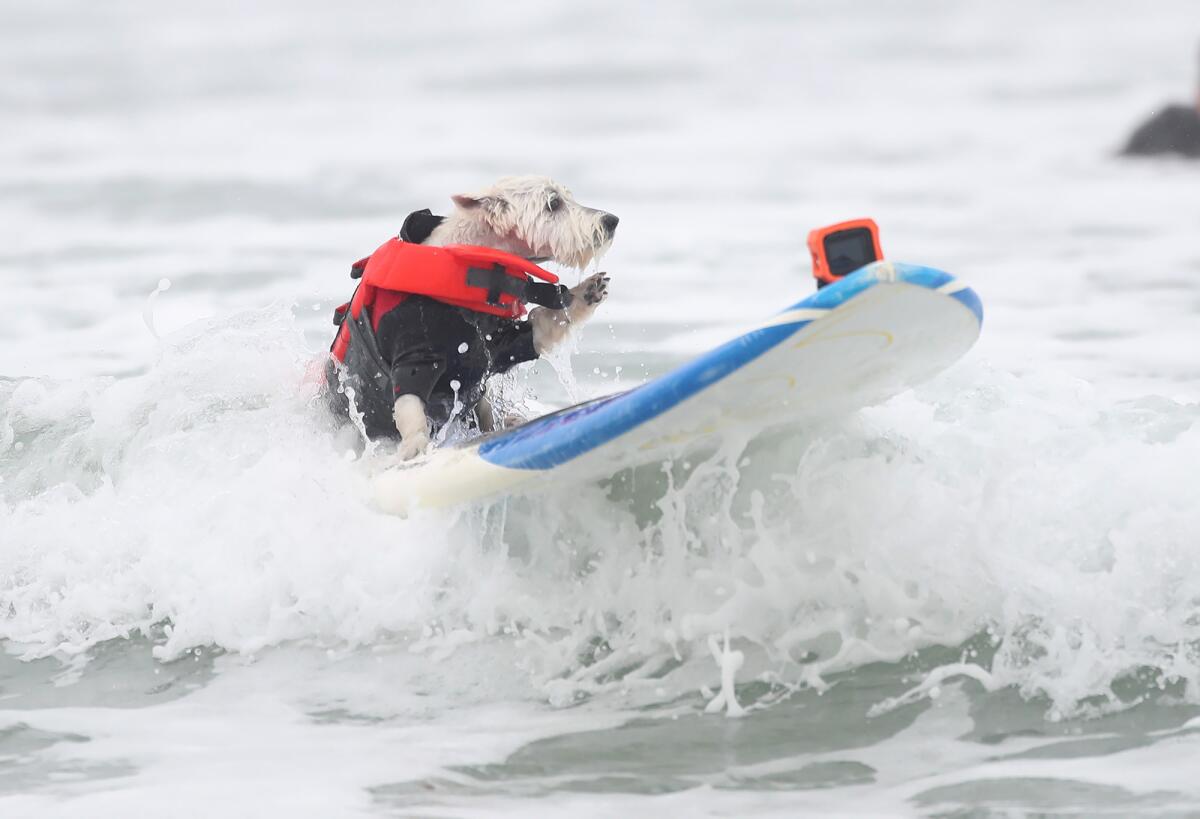 Petey, a West Highland Terrier from Huntington Beach, keeps his balance in the whitewater.