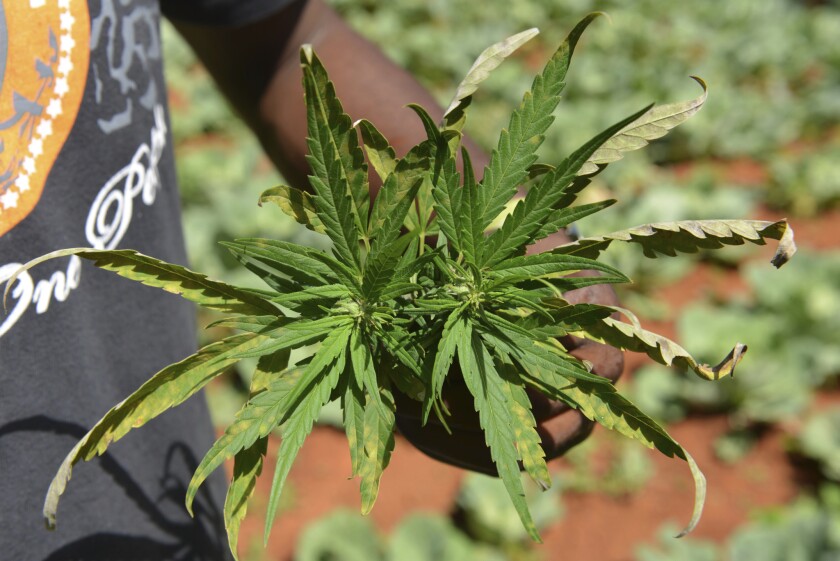 FILE - In this Aug. 29, 2013 file photo, farmer Breezy shows off the distinctive leaves of a marijuana plant during a tour of his plantation in Jamaica's central mountain town of Nine Mile. While the island has a regulated medical marijuana industry and decriminalized small amounts of weed in 2015, it is running low on the illegal market, due to heavy heavy rains followed by extended drought, an increase in consumption and a drop in the number of traditional marijuana farmers. (AP Photo/David McFadden, File)