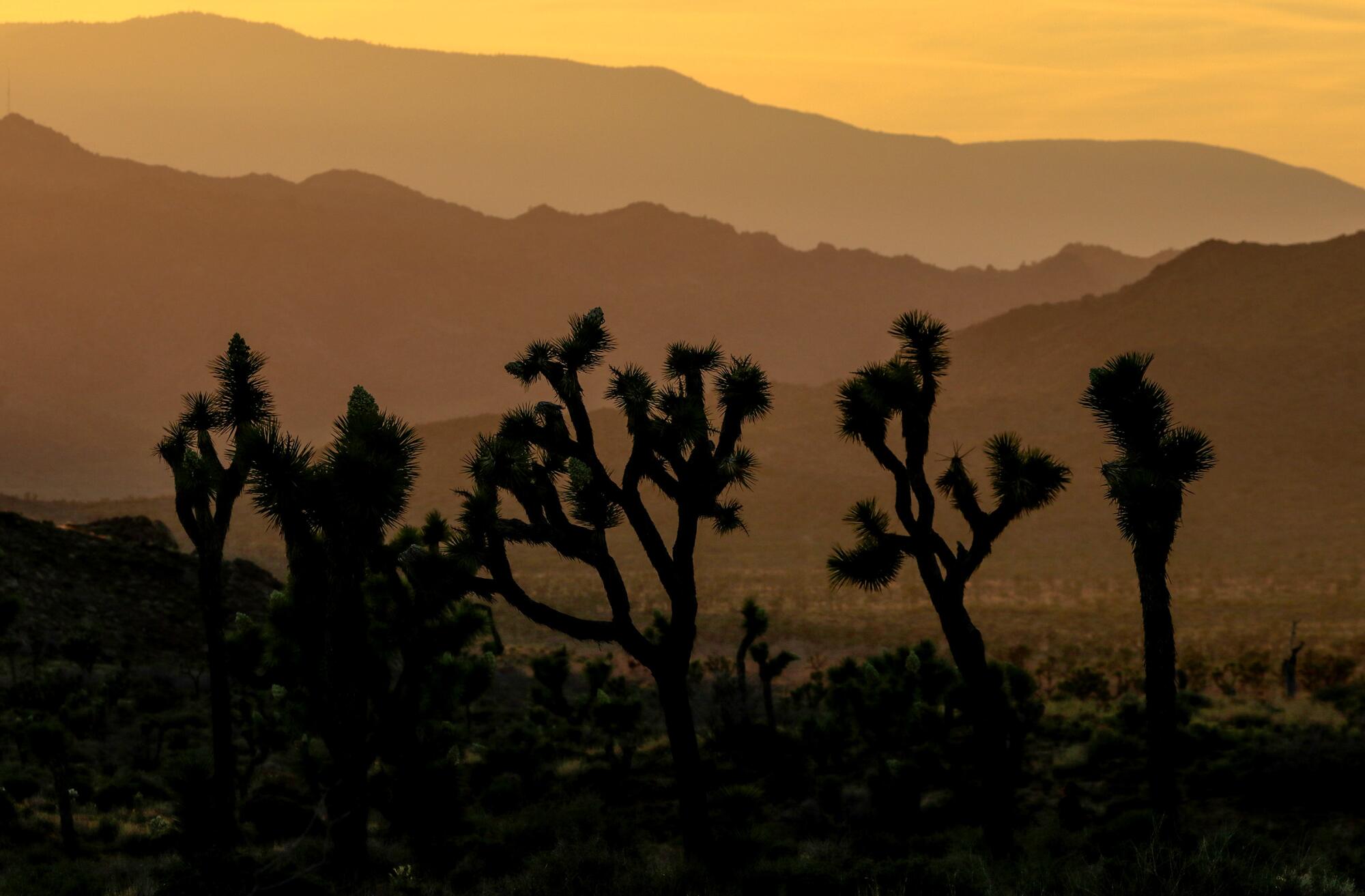 A group of Joshua trees form a unique silhouette against the colors of the sunset.