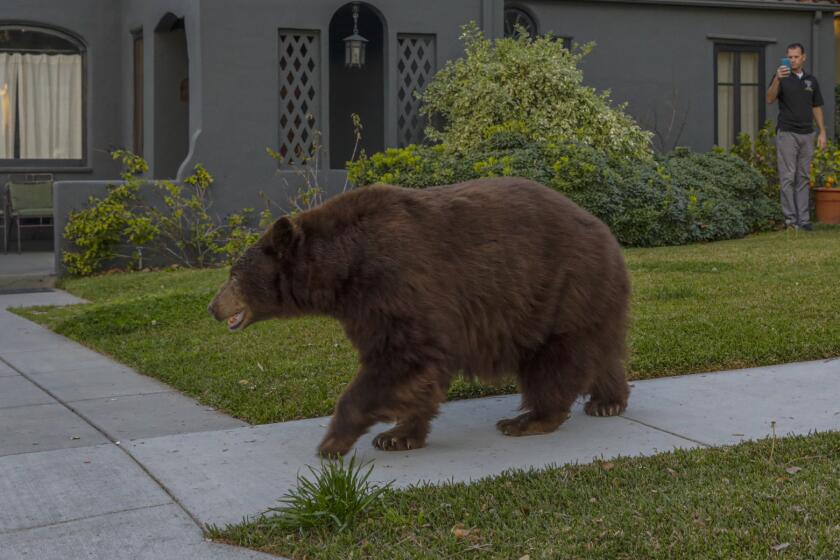  A bear takes a stroll on Highland Place in Monrovia on Friday morning. 