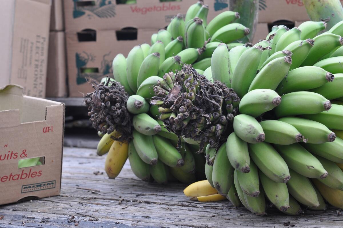 Southern California-grown bananas have returned to the Santa Monica farmers market, thanks to first-time farmer Andy Sheaffer of Vista Punta Gorda ranch in Ventura County.