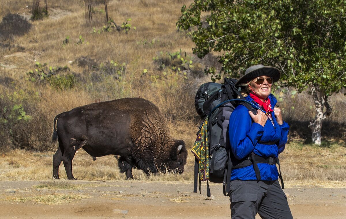 A North American bison  grazes near Little Harbor campground in Catalina 