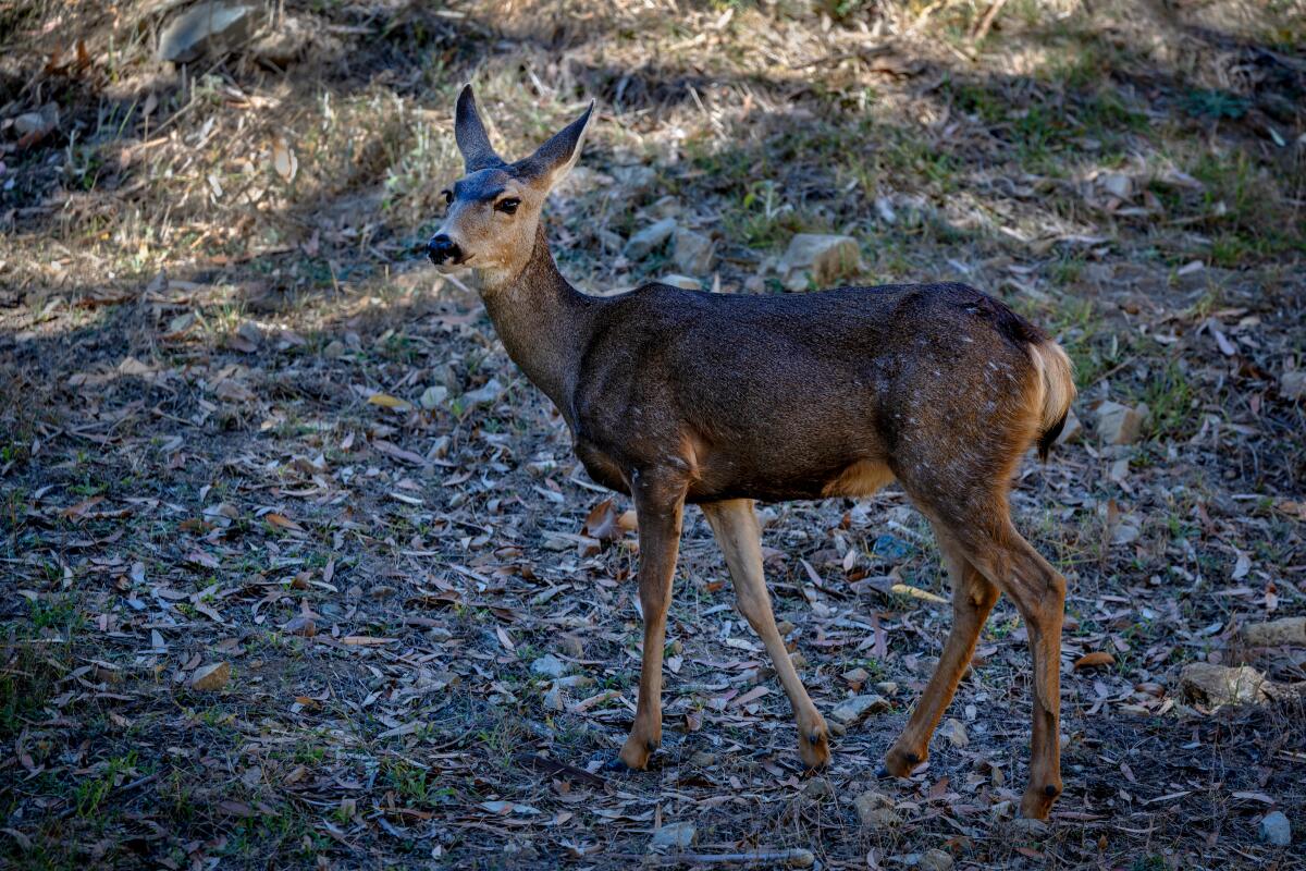 A mule deer doe walks along a hillside.