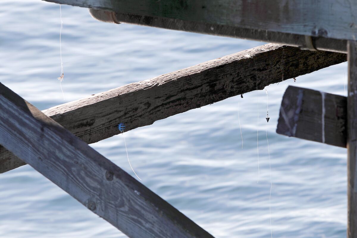 Discarded fishing lines hang beneath the Balboa Pier in Newport Beach. Newport Landing and Davey's Locker want to place recycling containers for used fishing lines on the pier.