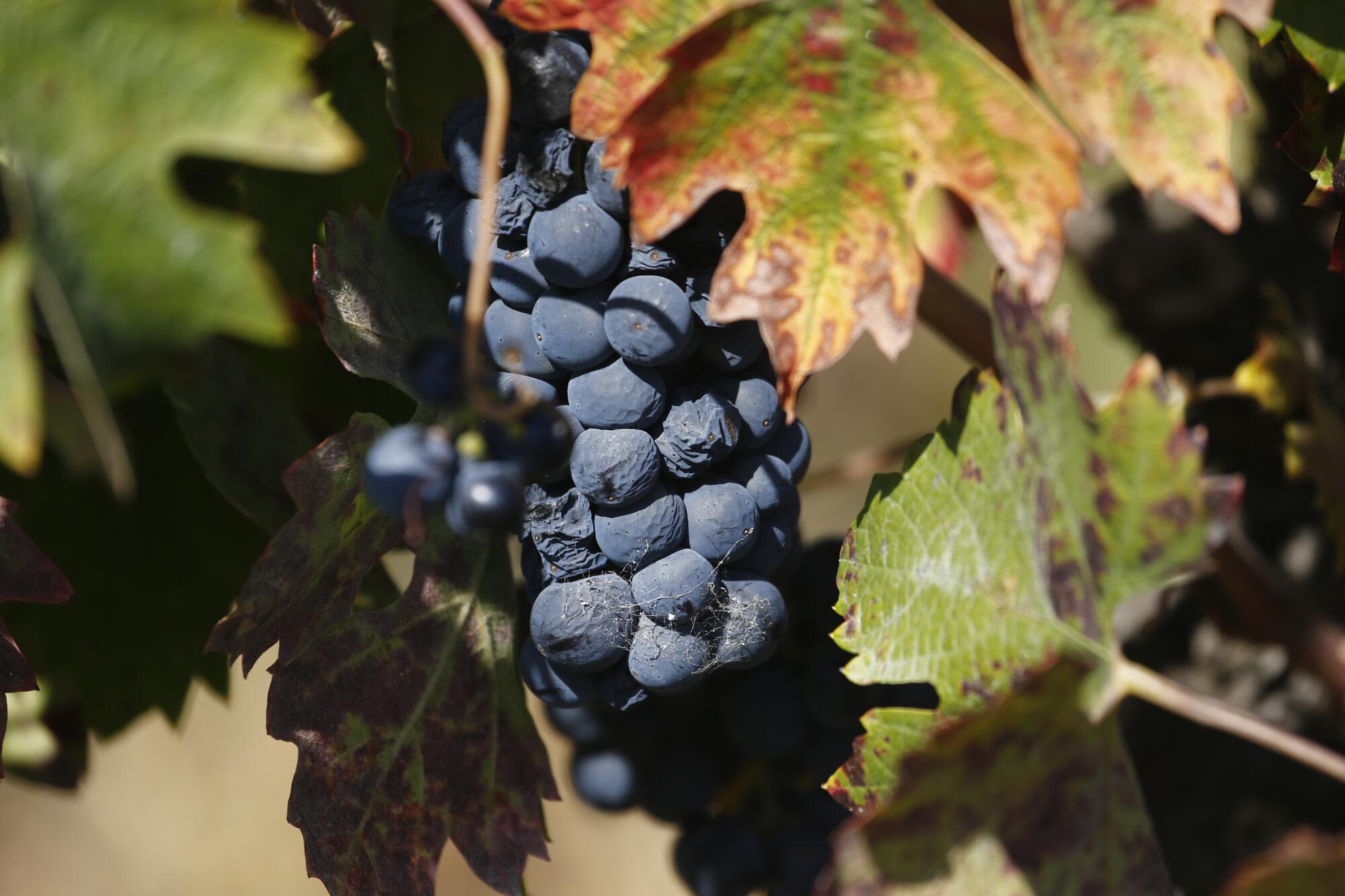 Wine grapes in the Russian River Valley of Sonoma County. Some winemakers fear that much of the wine in the process of being fermented and aged is ruined by the Kincade fire.
