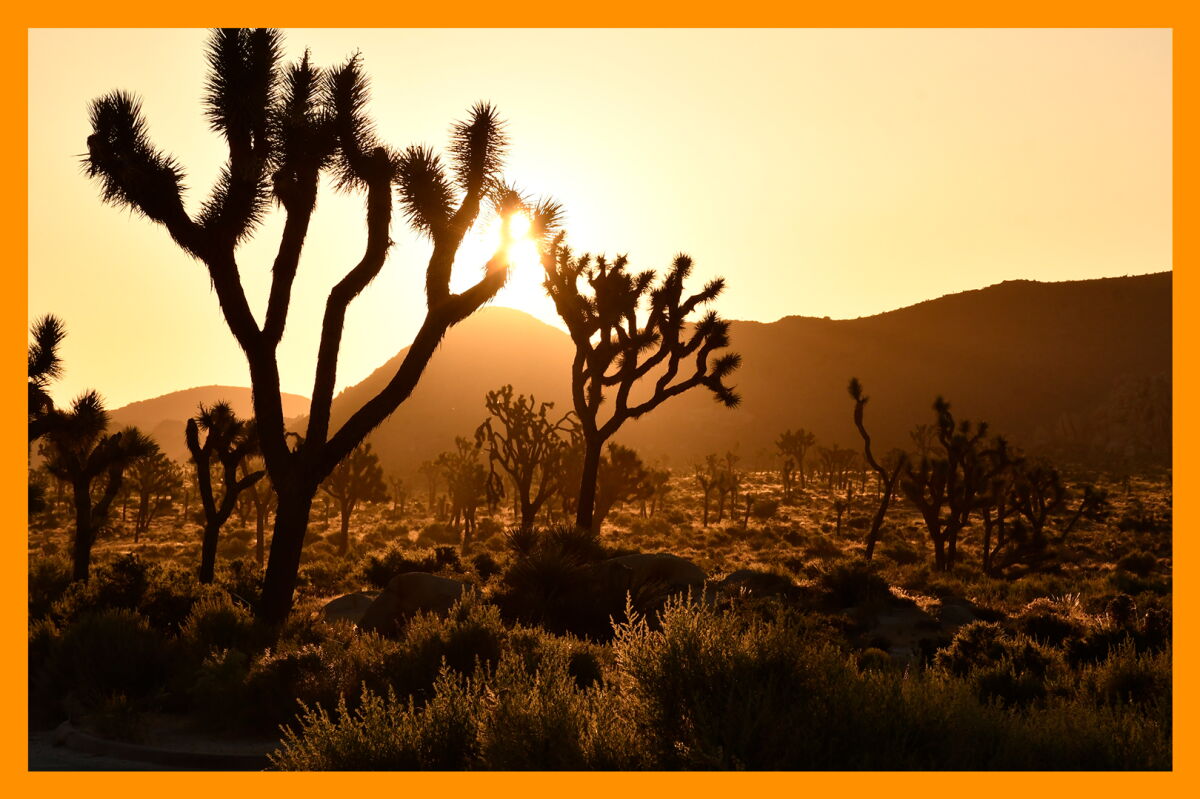 A Joshua tree silhouetted by the sunset.