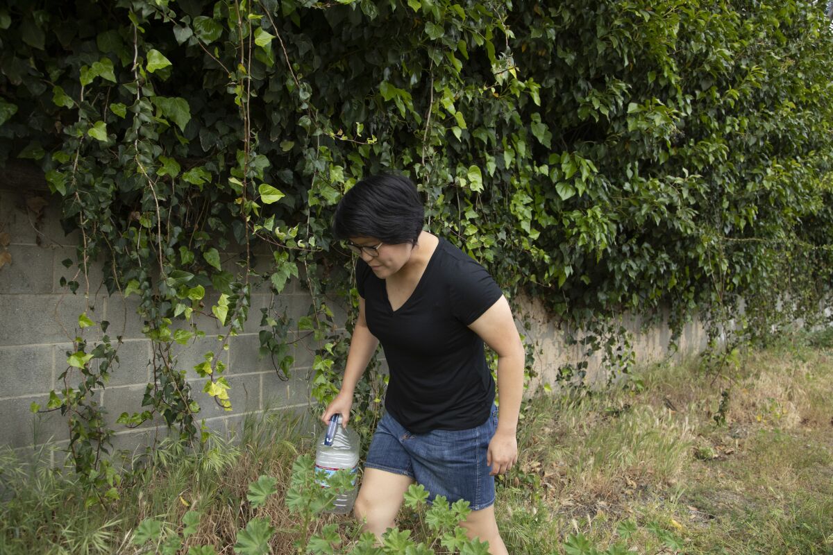 Teresa Leong brings water for the little plants she is growing in a weed-covered strip of land near the Los Angeles River