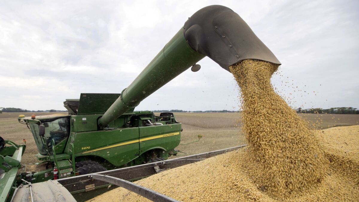 An Indiana soybean farmer harvested his crop in September as U.S. prices fell and stockpiles rose, thanks to Trump's trade war with China.