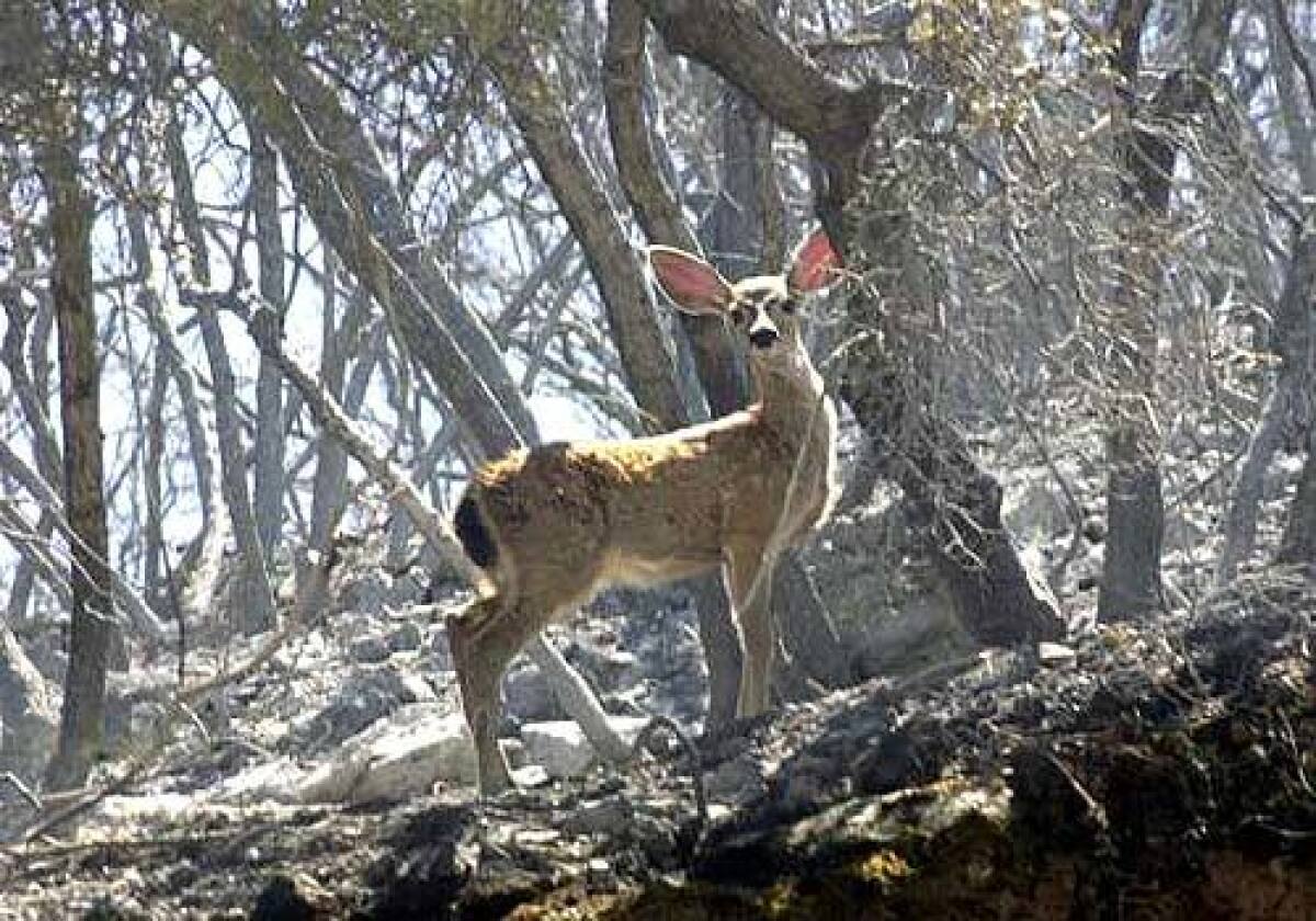A deer walks on a hillside near Stonyford, Calif., after a 2001 blaze destroyed 12,000 acres. Wildfires including this falls Topanga blaze, which burned 24,000 acres in the Santa Monica Mountains and Simi Hills, leave animals homeless, causing them to flee to human terrain.