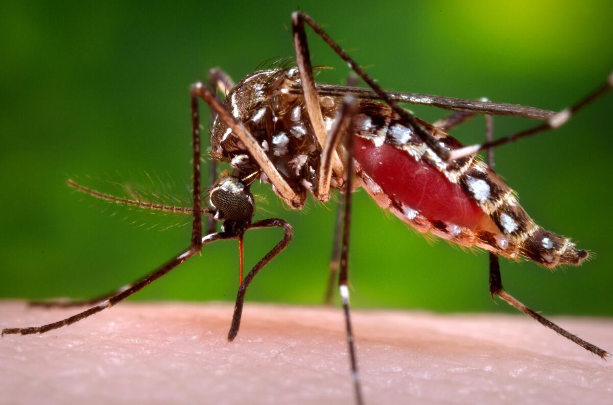 A female Aedes aegypti mosquito in the process of acquiring a blood meal from a human host in a 2006 photo provided by the Centers for Disease Control and Prevention.
