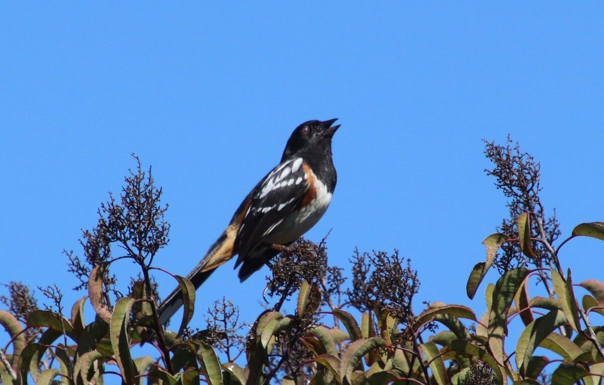 A spotted towhee observed in San Diego during the international City Nature Challenge