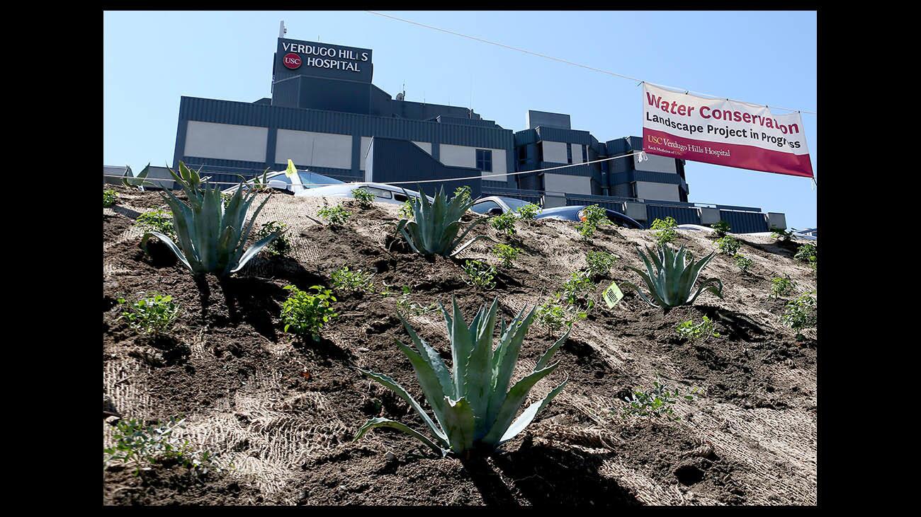USC Verdugo Hills Hospital is getting new drought-tolerant landscaping in the front area along Verdugo Blvd., in Glendale on Friday, Aug. 31, 2018. According to Martin Aguilera of Brightview Landscaping, the landscape water conservation project will include some 3,000 plants will be planted, including silk trees, olive trees and California pepper trees plus a variety of ground cover and shrubs like blue agave, aloe, acacia and lantana.