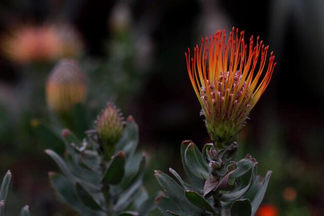 More orange and yellow in the form of pincushion flowers, which can provide long-lasting color as cut flowers too.