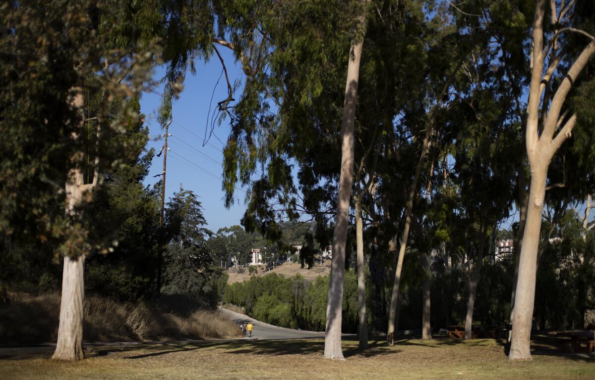 Large eucalyptus trees provide shade in the picnic area at Debs Park.