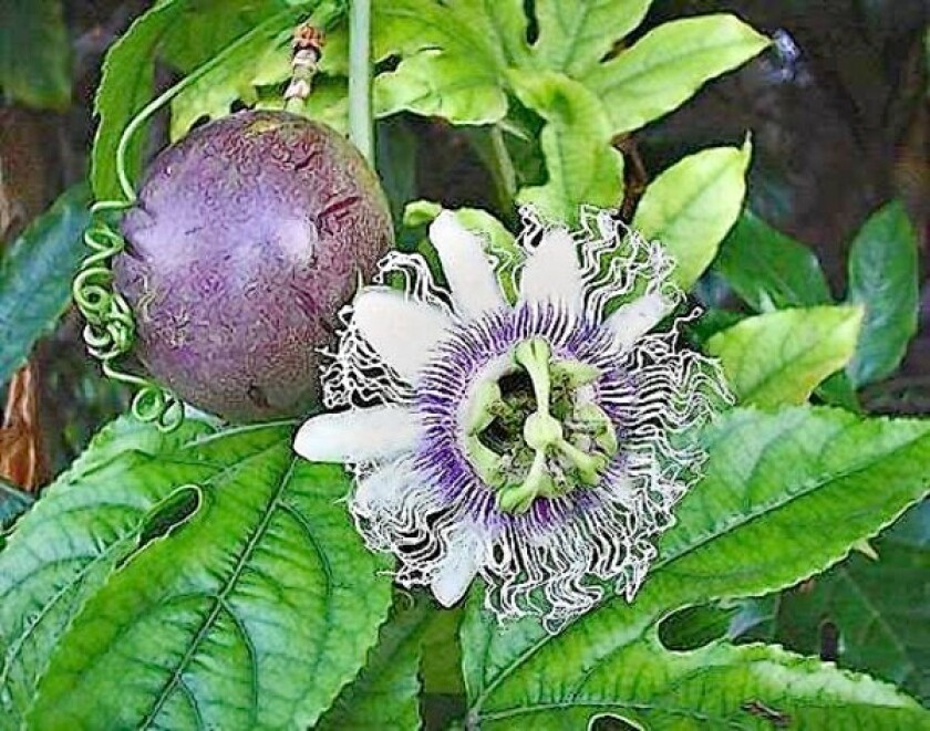 Get The Coastal Gardener The Allure Of Passion Fruit Los Angeles Times Desktop Wallpaper Free Get Wallpaper The Coastal Gardener The Allure Of Passion Fruit Los Angeles Times For Free