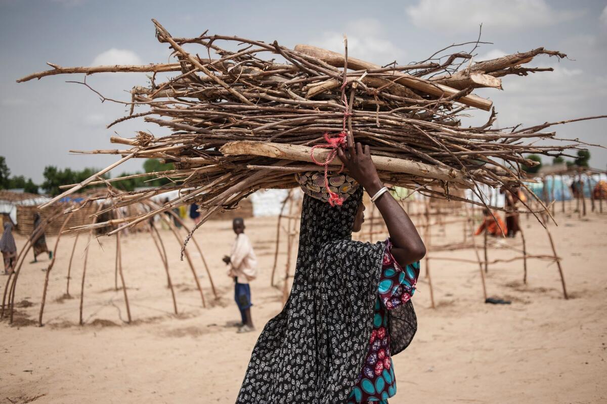 A woman caries branches and reeds to be used for making huts in the Muna settlement.