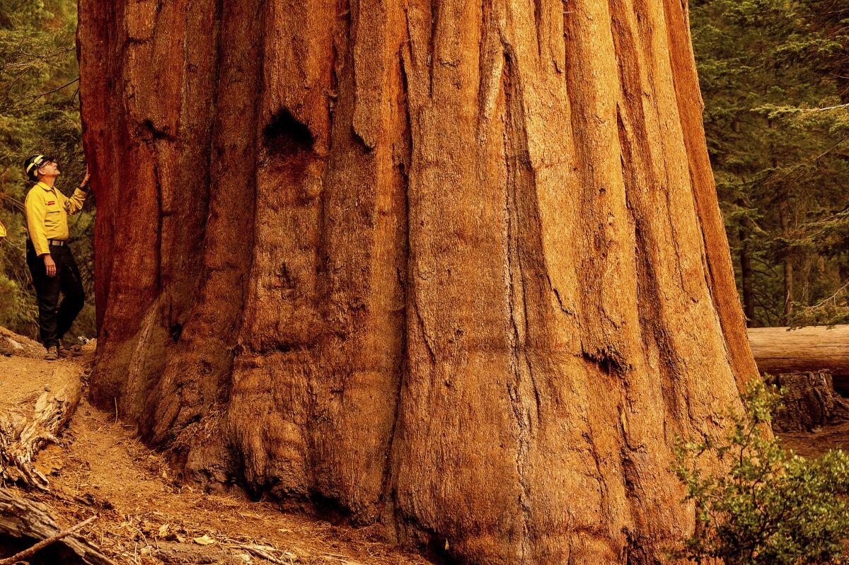 A man places his hand on the giant trunk of a sequoia