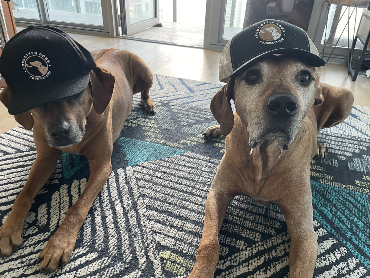 Anthony Hudson'ın köpekleri Dyer ve Junior, Forgotten Dogs Foundation şapkaları takıyorlar.  Vakıf Hudson tarafından başlatıldı.