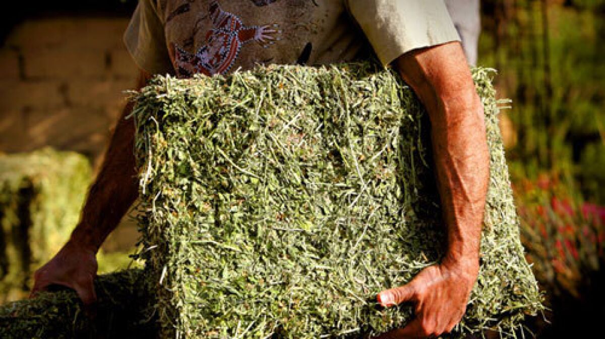 Pat Marfisi carries alfalfa hay into his Hollywood Hills backyard, but there arent any animals to feed. Its for his no dig vegetable garden.