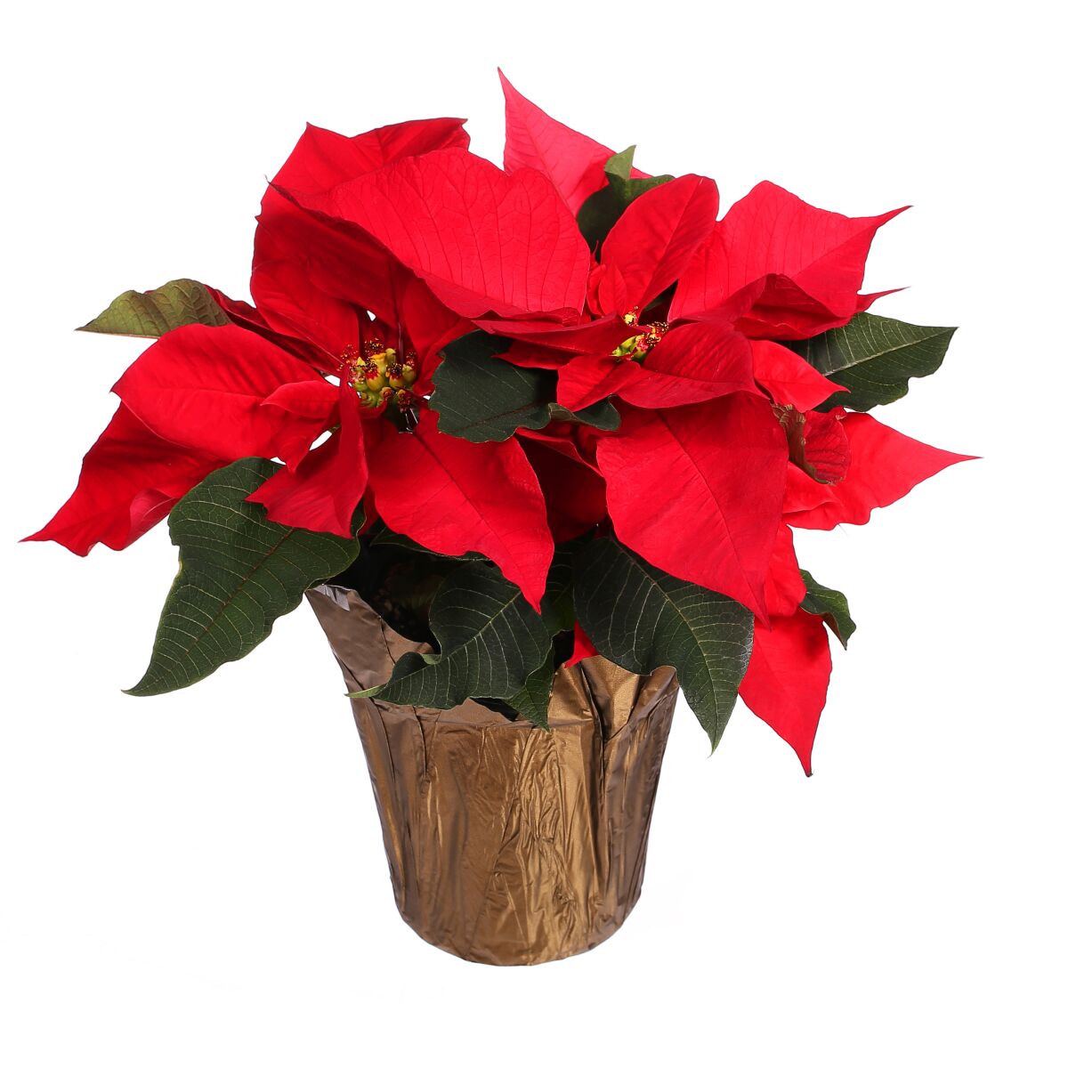 Remove the foil as soon as you get a poinsettia home. Place it in a bright room away from heater vents and cold windows.
