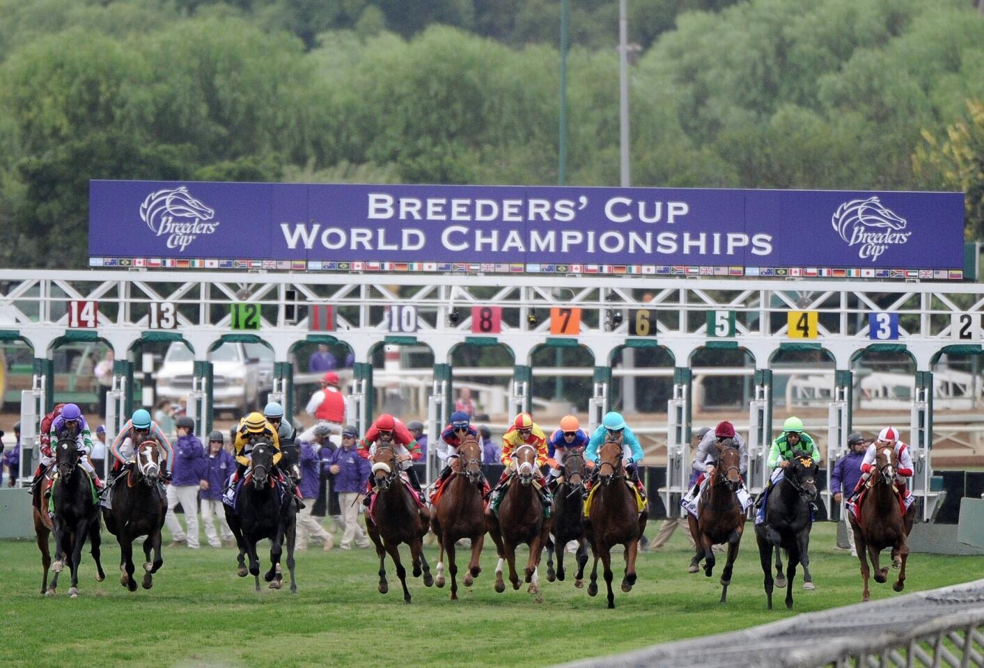 The field breaks away from the gate at the start of the 2014 Breeders' Cup Juvenile Fillies Turf rac
