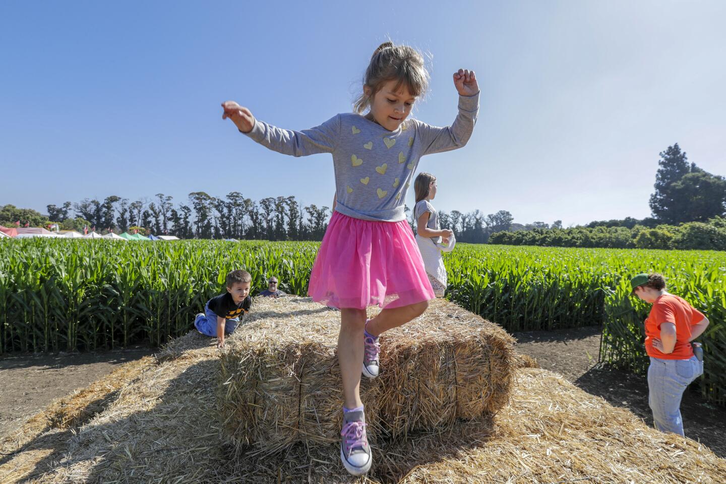 Riece Dinse, 6, plays on hay bales stacked to provide a higher vantage point of a complex maze of corn stalks at Underwood Family Farms in Moorpark.