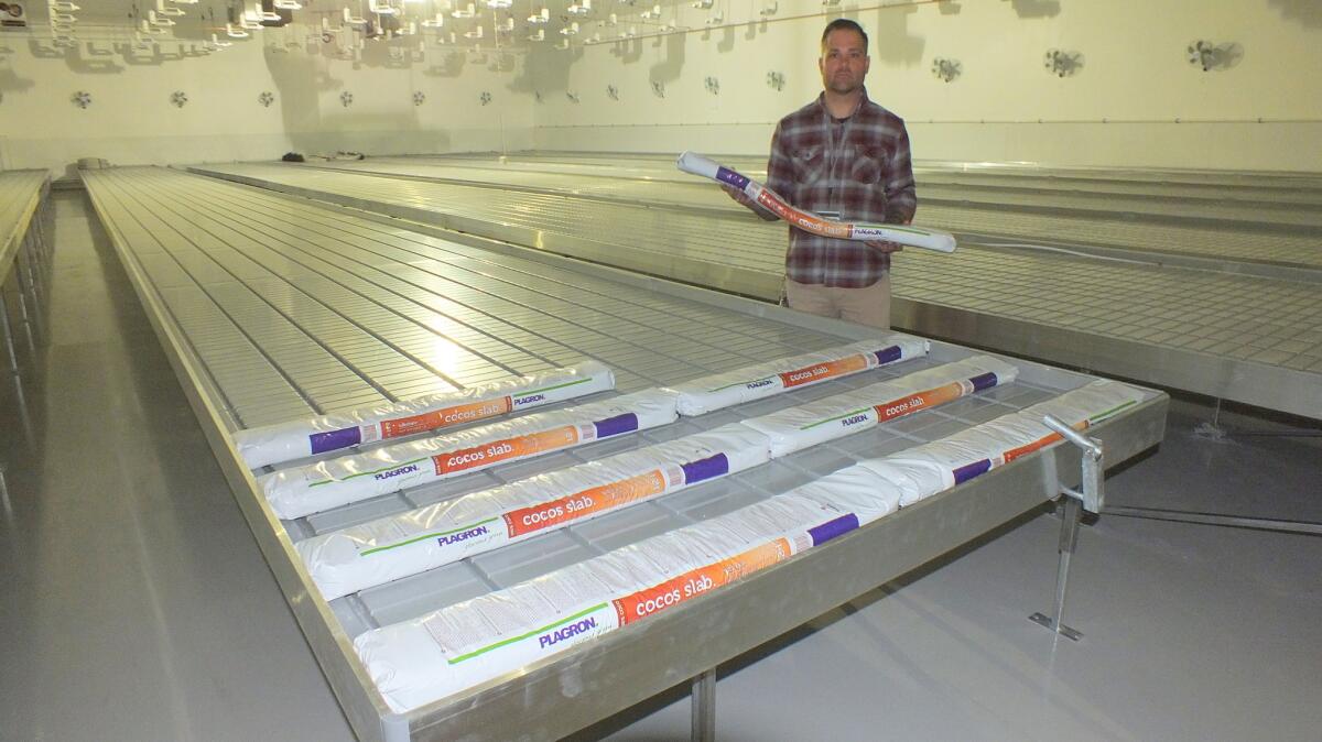 Matthew Hergenreter, Essence's chief cultivation officer, stands in one of the computer-controlled rooms in which cannabis flowers will be nurtured. The company plans to have 35,000 marijuana plants in production by the end of 2016.