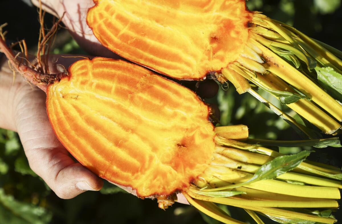 Farmer Aaron Choi displays the yellow interior of a Badger Flame beet.