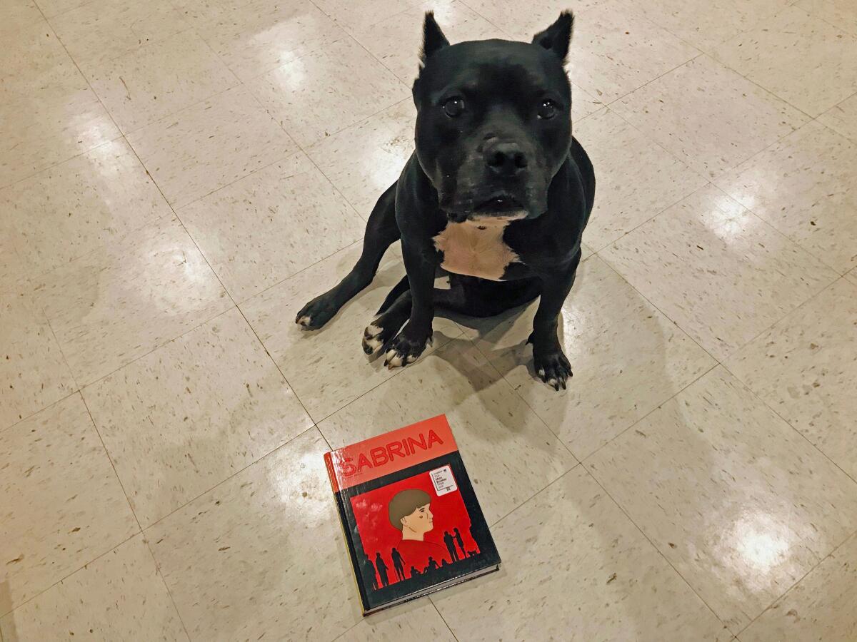 Nick Drnaso's "Sabrina" is carefully observed by Bonnie the Pitbull, world's worst research assistant.