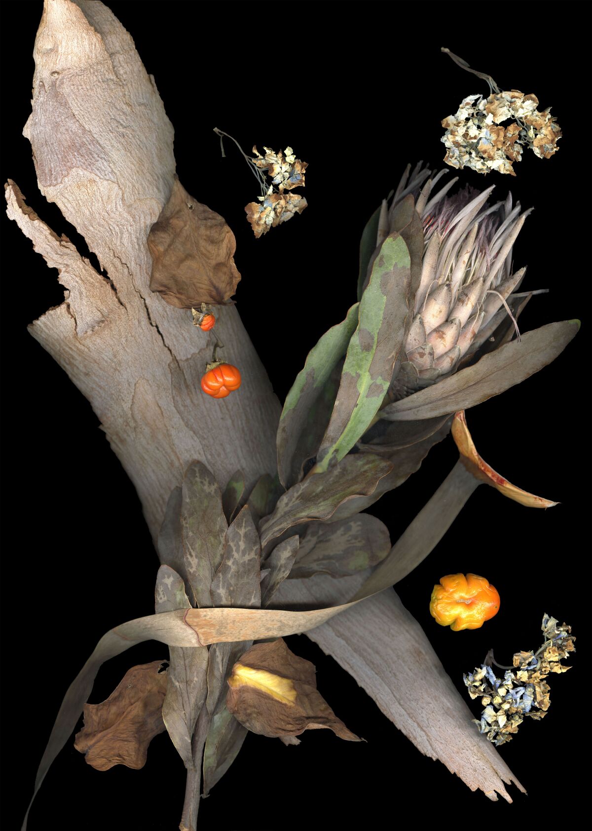 This untitled image is a part of Faiya Fredman's "Late Botanicals Series," which were featured in "The Steel Goddess: Works by Faiya Fredman, 1998-2018" at the Oceanside Museum of Art.