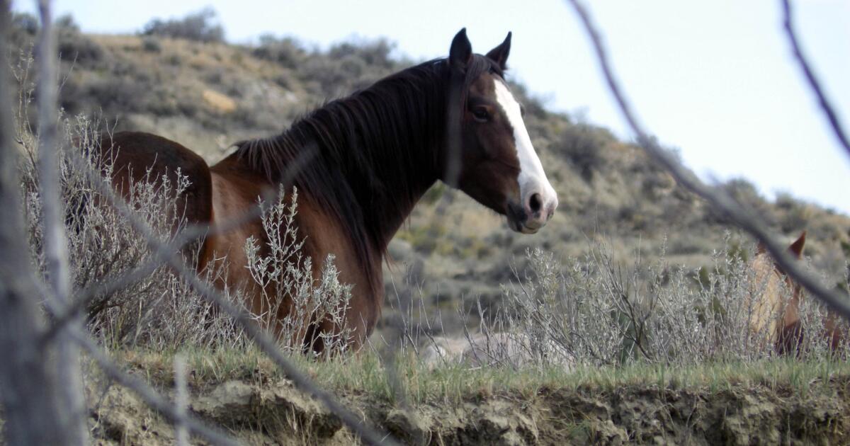 Décision attendue en 2024 sur les chevaux sauvages dans le parc national du Dakota du Nord
