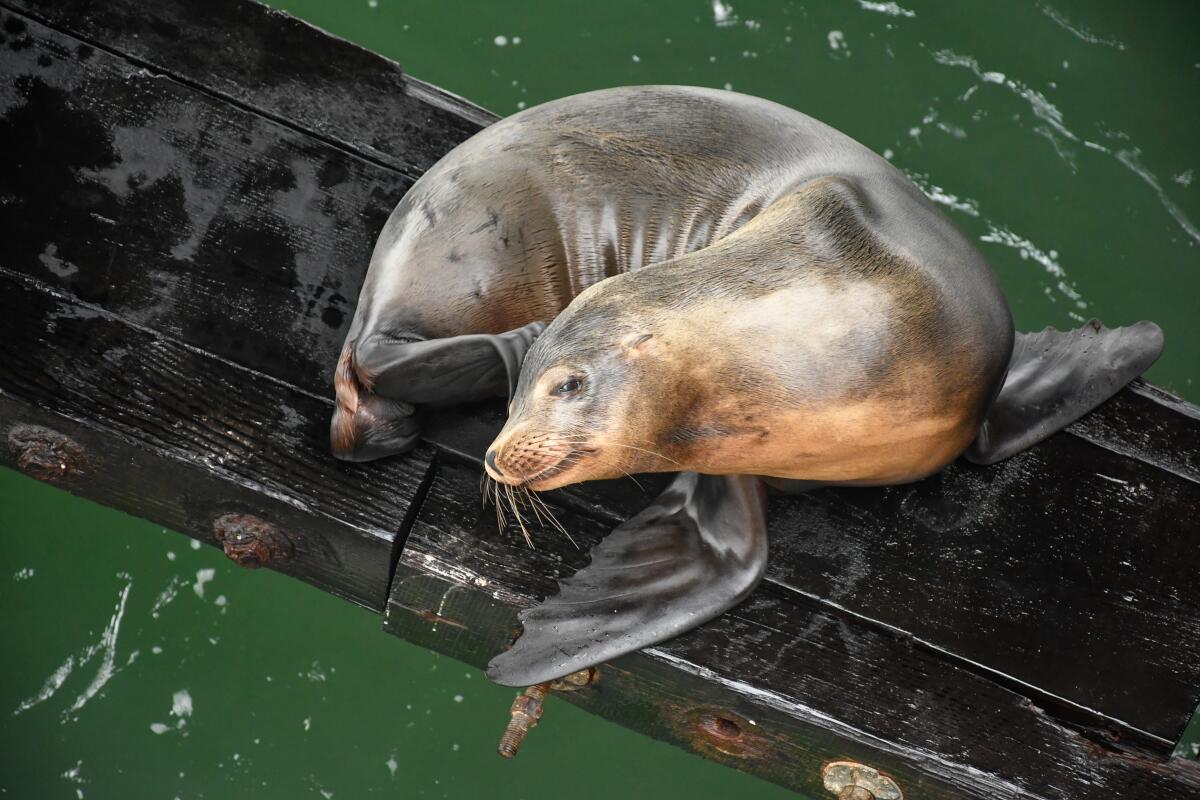Seal or sea lion at rest, Santa Cruz Municipal Wharf.