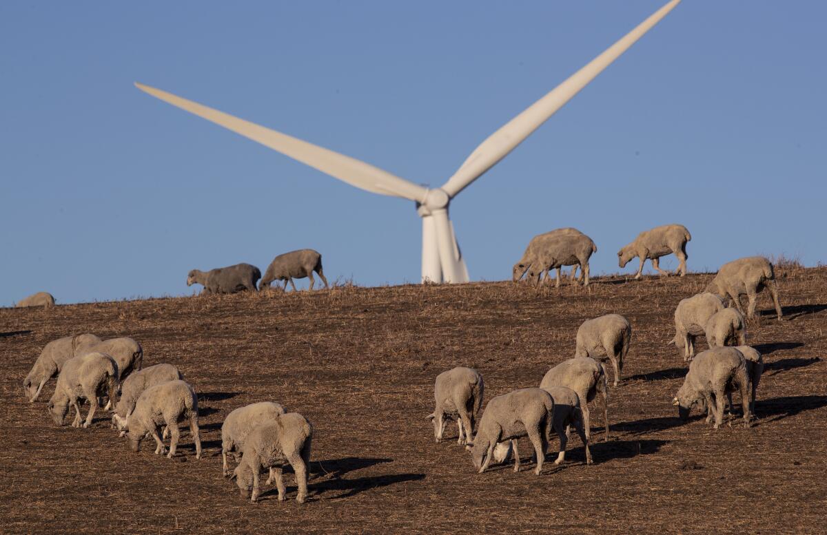 A wind turbine rises above sheep grazing on a brown hill.