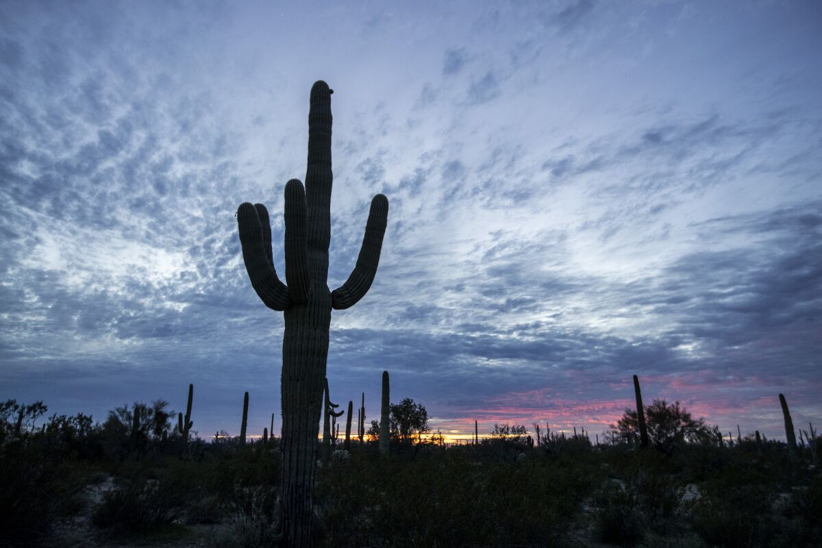 A saguaro cactus silhouetted against a cloudy sky