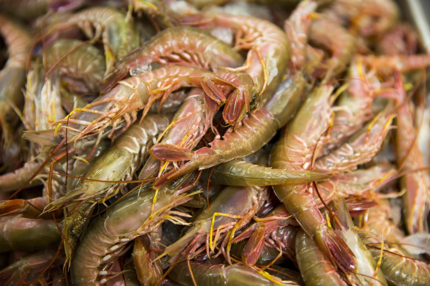 Fresh-caught ridgeback shrimp.