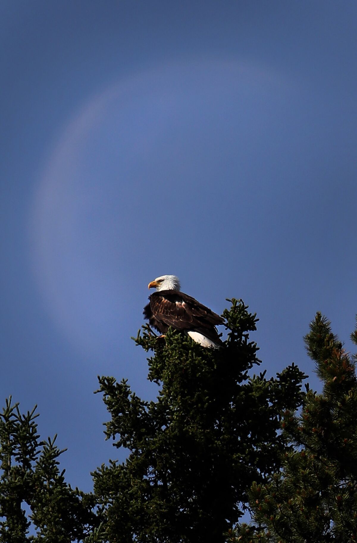 In Whitehorse, Canada, a Bald Eagle greets visitors from the tree tops on the road into town under a daytime moon.