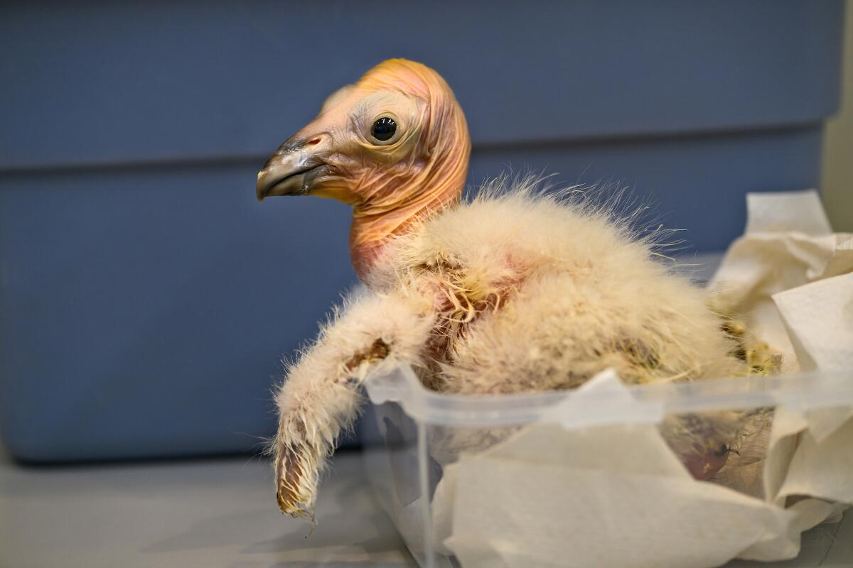 A California condor chick, which at adulthood will have a wingspan of as much as 9½ feet, is weighed at the Los Angeles Zoo.