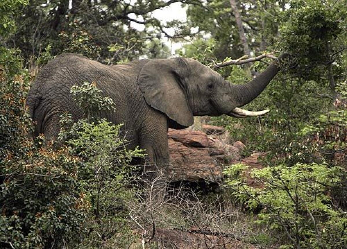 About 17,000 elephants were killed worldwide in 2011 for their ivory, according to a United Nations report.