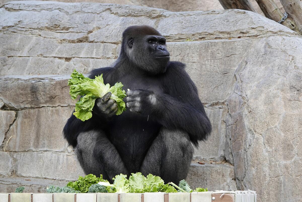 Frank, a gorilla, eats lettuce at the San Diego Zoo Safari Park.