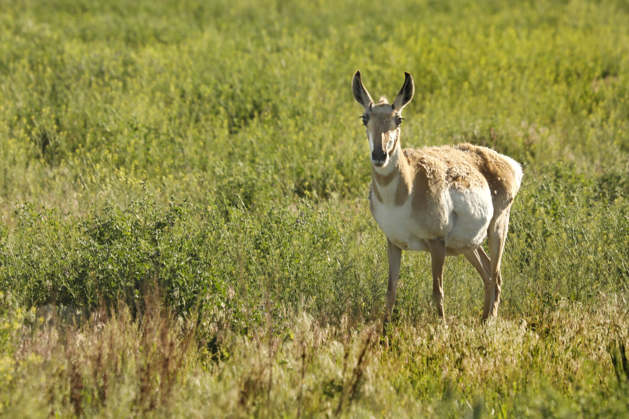 A pronghorn antelope stands amid sage brush.
