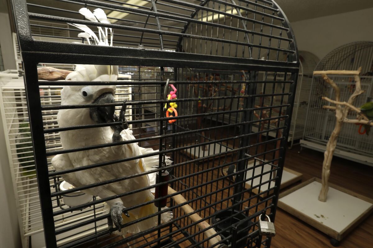 A cockatoo looks out from a cage.