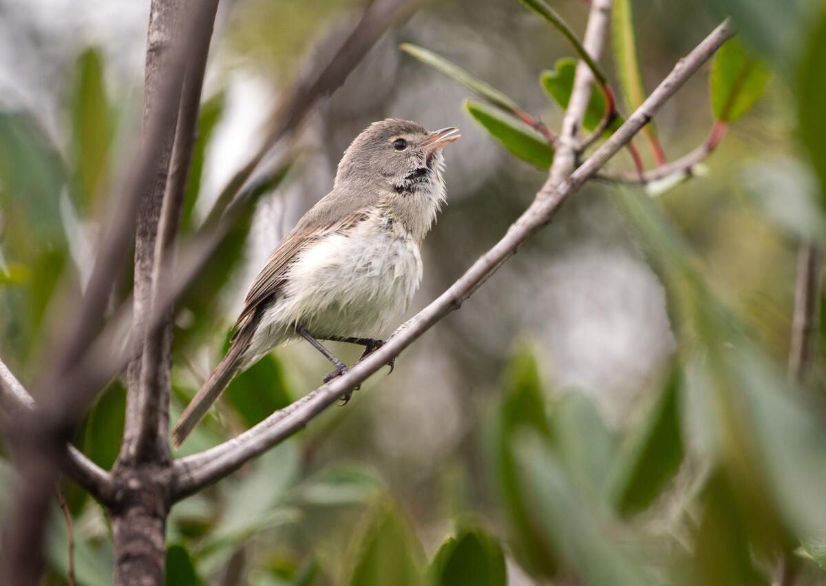 A least Bell’s vireo, seen here at Rio de Los Angeles State Park in March.