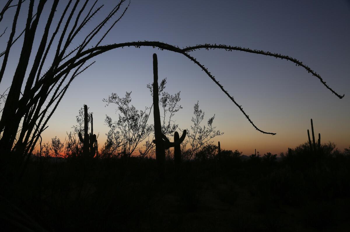 An ocotillo frames several saguaro cacti after sunset in Saguaro National Park.