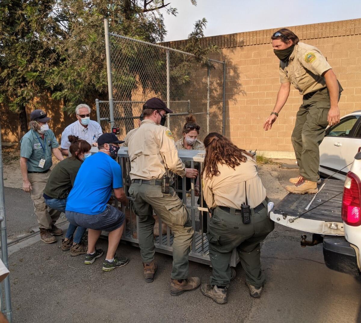 Zookeepers and staff members load a caged animal onto a pickup truck.