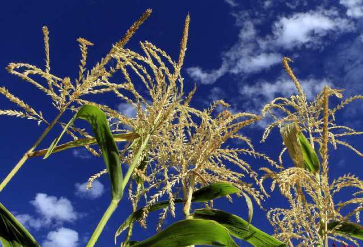 The USDA expects a record corn crop this upcoming season.