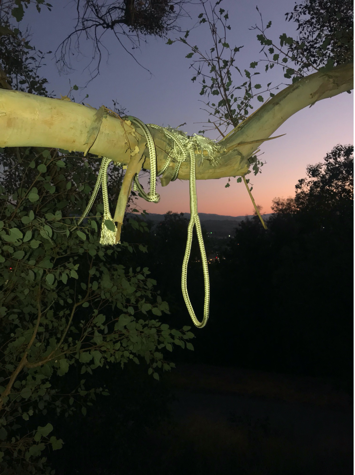 The noose-like rope found in Santa Clarita hangs from a tree on Monday evening.