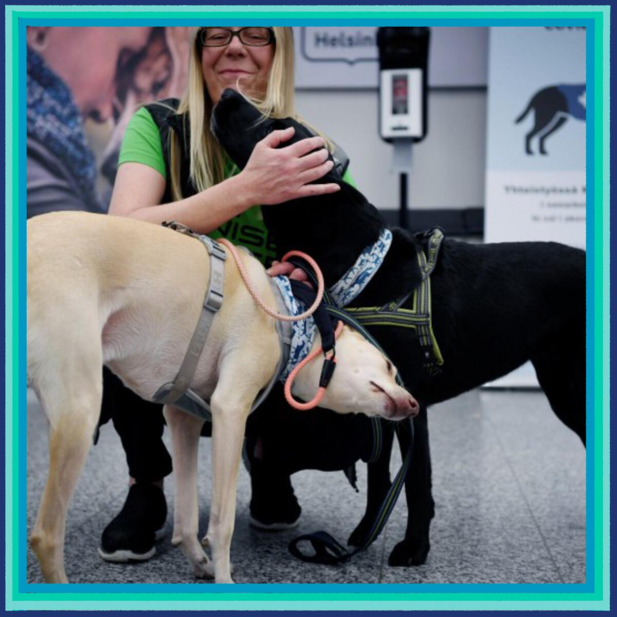 Sniffer dogs interact with trainer Susanna Paavilainen at Finland's main airport.