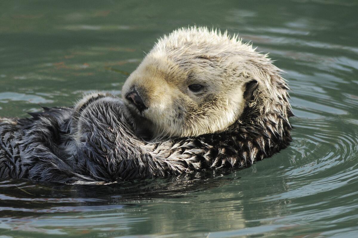 Sea Otters relax in the Morro Bay marina