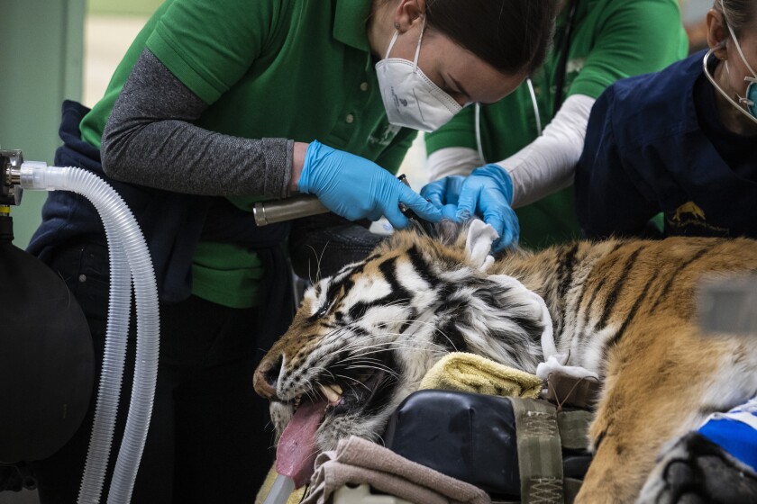 Veterinarians, technicians and staff prepare Malena, a 10-year-old endangered Amur tiger, for total hip replacement surgery at Brookfield Zoo, Wednesday, Jan. 27, 2021 in Brookfield, Ill. According to the CZS, the tiger has arthritis in her left hip and the surgery is believed to be the first time a full joint replacement will be attempted on a tiger in North America. (Ashlee Rezin Garcia/ /Chicago Sun-Times via AP)