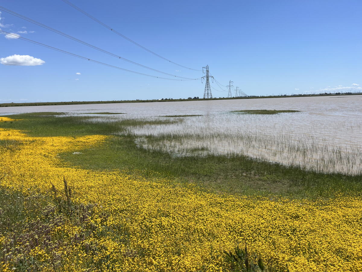 A power line runs through Jepson Prairie Preserve.